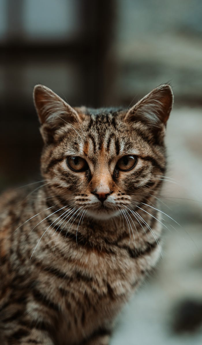 Charming portrait of a striped tabby cat with attentive eyes outdoors in Sofia, Bulgaria.