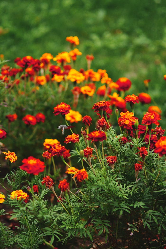 A colorful field of marigolds with a hummingbird hawk moth in Bulgaria.